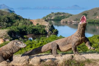 Unleashing Nature’s Power: How Iron-Coated Teeth Make Komodo Dragons Fearsome Predators!