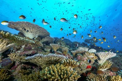 Radical Solution to Rescue Coral Reefs: Introducing New Species!