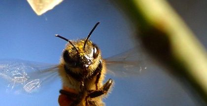 How Air Pollution Disrupts Bees’ Ability to Sniff Out Flowers