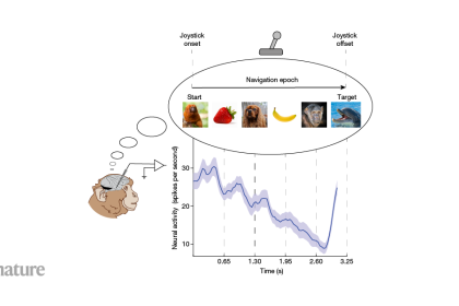 Unlocking the Mind: How Monkeys Navigate Using Mental Maps Without Senses!