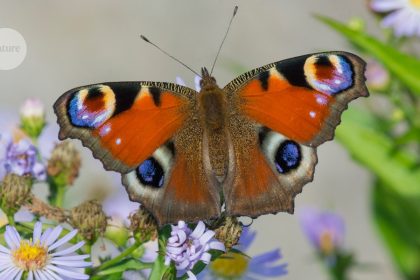 Electric Butterflies: Nature’s Pollen-Catching Powerhouses!