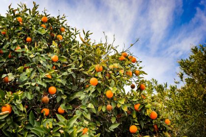 Can Florida’s Oranges Withstand Another Hurricane Season? The Battle for the Citrus Crop