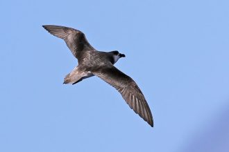 Braving the Storm: The Fearless Journey of a Small Seabird Towards Cyclones