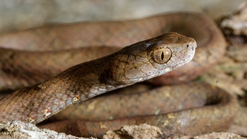 Unveiling the Origins: A Fascinating New Chapter for Hundreds of Snake Species!