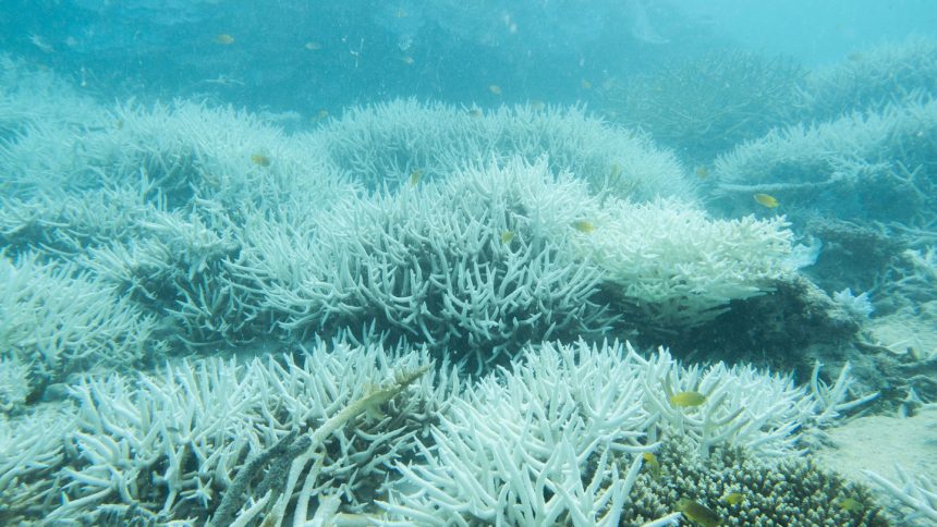 Alarming Heatwaves: How Record Coral Sea Temperatures Endanger the Great Barrier Reef