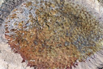 Unearthing the Past: Discover the Fascinating Spiky Fossil of Early Mollusks!