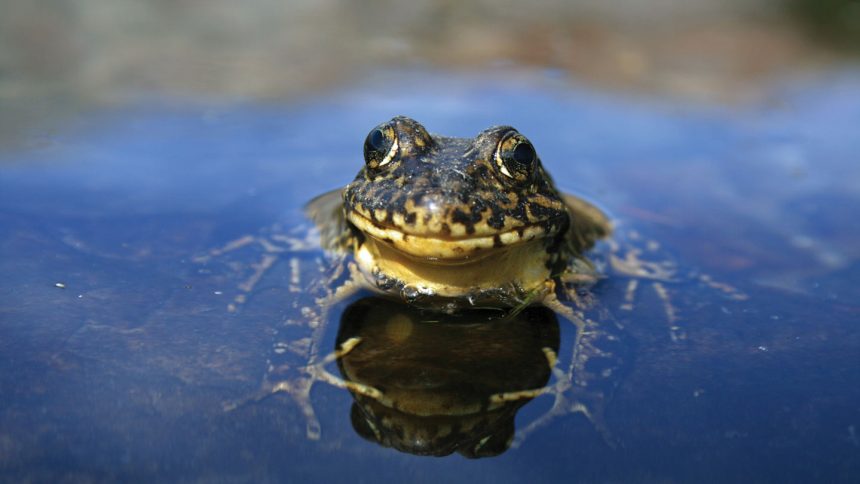 From Frog to Fighter: How One Species’ Battle Against a Fungal Pandemic Sparks Hope for Wildlife Everywhere