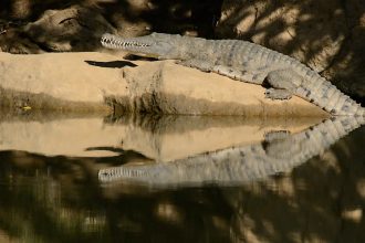 How Nasty Cane Toads Are Teaching Crocodiles a Vital Survival Lesson!