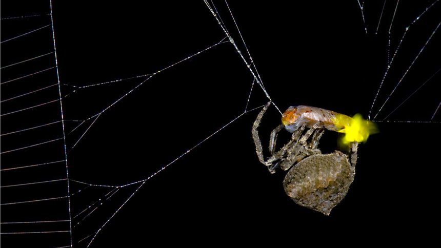 How This Ingenious Spider Uses Fireflies as Bait to Attract Dinner!