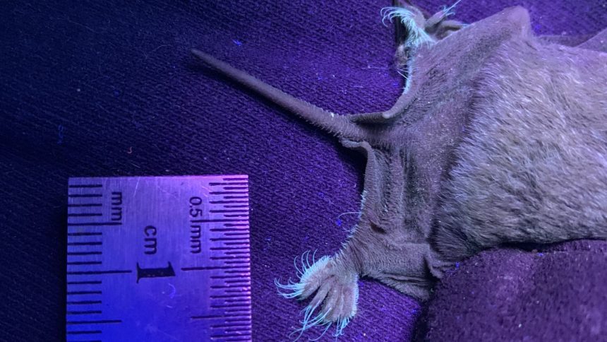 Discover the Unbelievable: Scientists Unearth Glowing Toes in Bats!