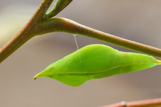 How Butterflies Use Silk ‘Velcro’ and ‘Seat Belts’ to Secure Their Cozy Cocoons!