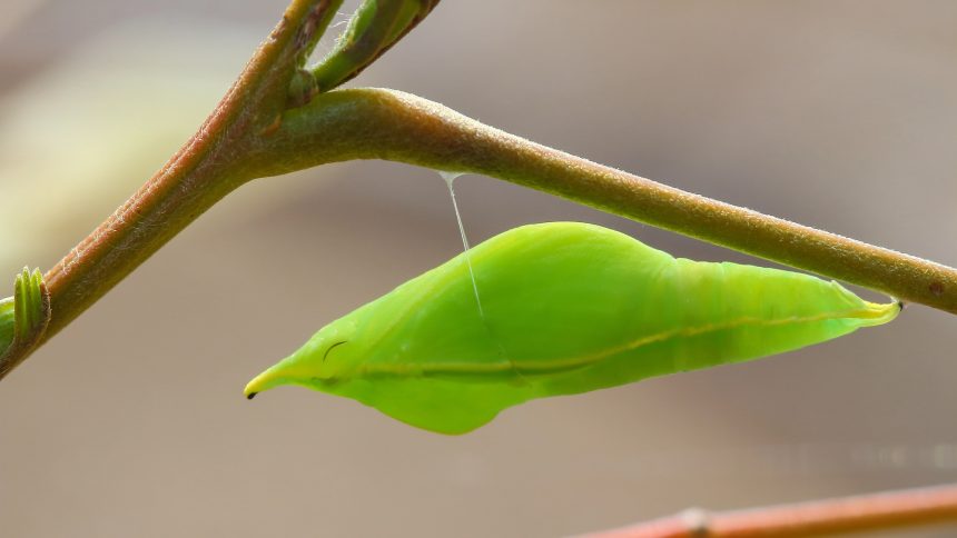 How Butterflies Use Silk ‘Velcro’ and ‘Seat Belts’ to Secure Their Cozy Cocoons!