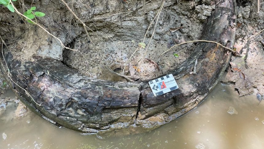 Discovering the Past: Enormous Mammoth Tusk Unearthed in a Mississippi Creek!