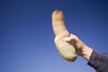 Meet the Pacific Geoduck: The Remarkable 165-Year-Old Giant Clam with a Unique Shape!