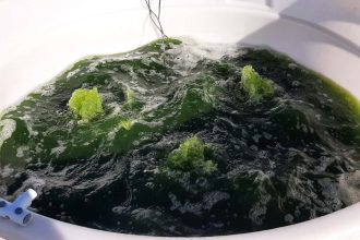 Revolutionizing Sustainability: How Algae is Becoming the Next Biofactory for Eco-Friendly Fuels and Plastics!