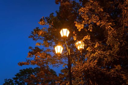 Bright Lights, Tough Leaves: How Streetlights Might Strengthen Trees Against Insect Appetite!