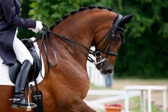 Are Equestrian Sports Putting Horses at Risk? The Controversial Debate on Neck Bending