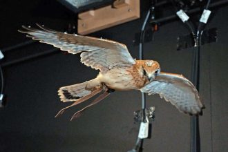 Unlocking the Secrets: How Kestrels Master the Art of Perfect Hovering!