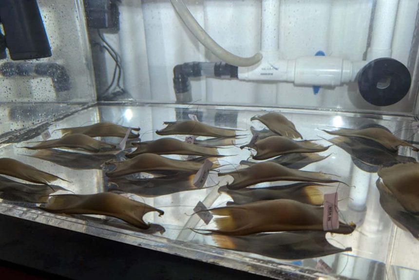 From the Brink of Extinction: Captive Hatching Breathes New Life into Endangered Skates!