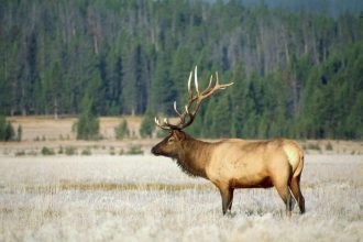 Stay Safe: Yellowstone National Park Urges Visitors to Keep Their Distance from Elk This Mating Season!