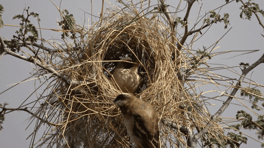 Discover the Fascinating Culture of Birds Through Their Unique Nests!