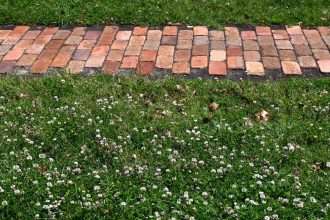 Is a Clover Lawn the Eco-Friendly Choice You Need? Discover the Advantages and Drawbacks!