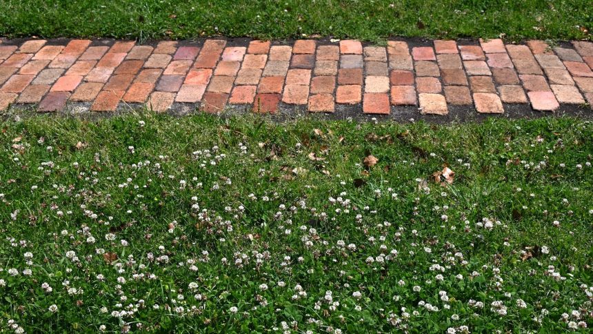 Is a Clover Lawn the Eco-Friendly Choice You Need? Discover the Advantages and Drawbacks!