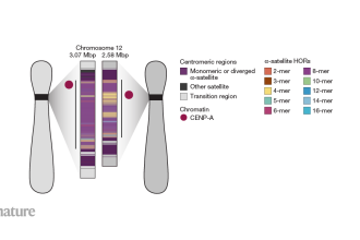 Unlocking the Secrets of Rapid Evolution: How Key Chromosome Components Drive Cell Division