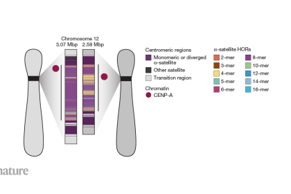 Unlocking the Secrets of Rapid Evolution: How Key Chromosome Components Drive Cell Division