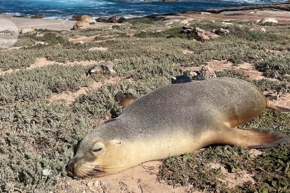 Sea Lions with Cameras: Unveiling the Secrets of the Ocean’s Uncharted Depths!