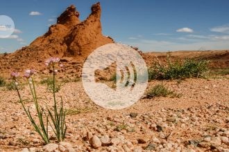 Nature’s Oddities: How Dry Conditions Ignite a Bloom of Unique Plant Traits