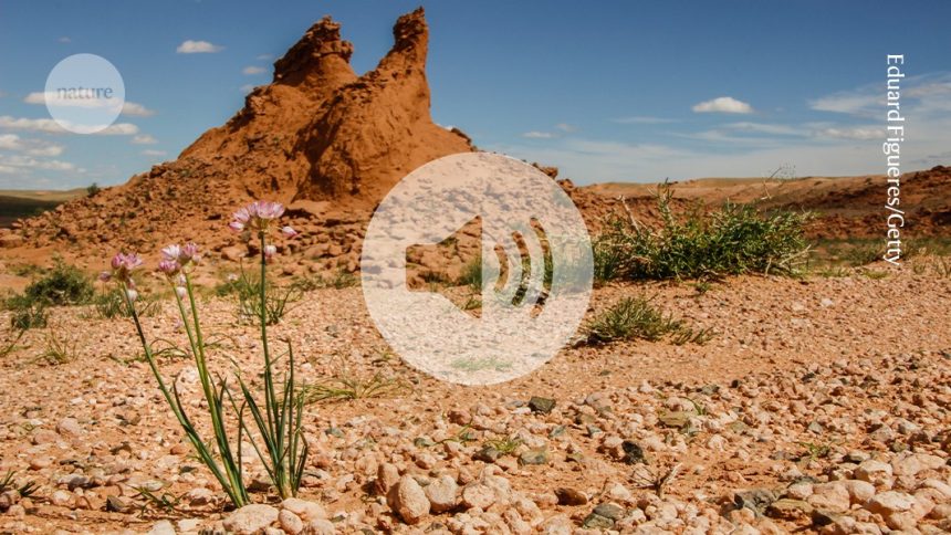 Nature’s Oddities: How Dry Conditions Ignite a Bloom of Unique Plant Traits