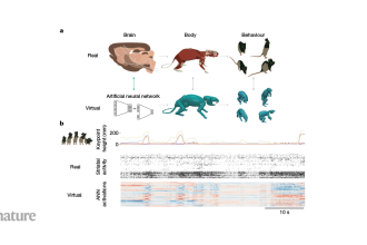 Unleashing Innovation: How a Virtual Rat is Revolutionizing Our Understanding of Motor Control