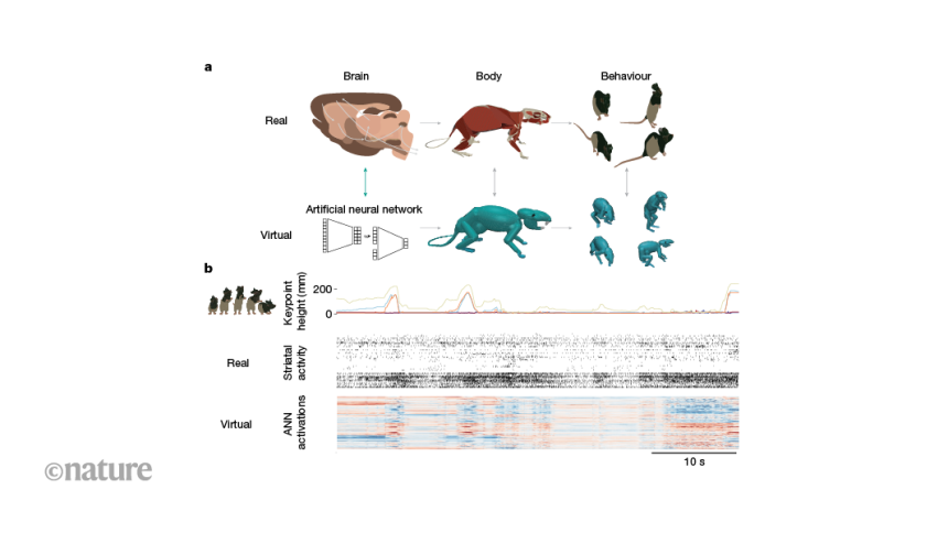 Unleashing Innovation: How a Virtual Rat is Revolutionizing Our Understanding of Motor Control