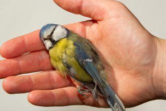 Shocking Statistic: Over a Billion Birds May Perish Annually from Collisions with Buildings in the U.S