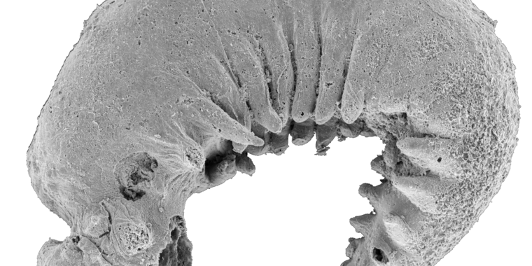 Unearthing Ancient Secrets: A 520-Million-Year-Old Larva Fossil Unlocks the Origins of Arthropods!