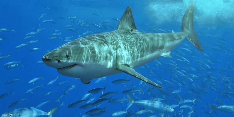 Unlocking Flight Secrets: How Great White Shark Skin Could Revolutionize Aircraft Design!