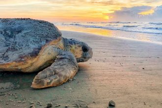 Urgent Action Needed: Congress Considers Fund to Save Stranded Sea Turtles Amid Rising Crisis!