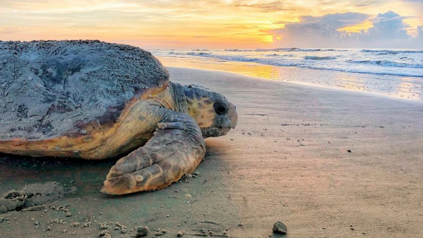 Urgent Action Needed: Congress Considers Fund to Save Stranded Sea Turtles Amid Rising Crisis!