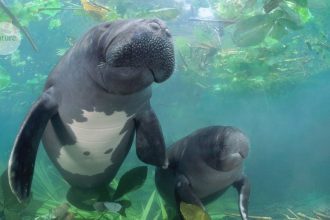 Meet the Amazon’s Majestic Manatees: Nature’s Giant Gardeners