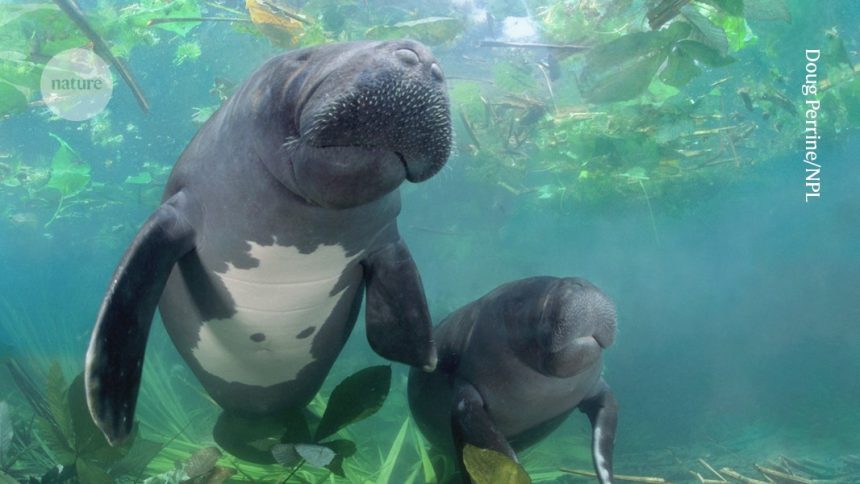 Meet the Amazon’s Majestic Manatees: Nature’s Giant Gardeners