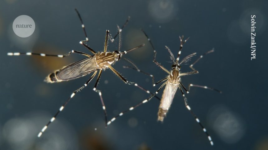 Say Goodbye to Mosquito Bites: Discover the Magic of Bite-Blocking Fabrics!