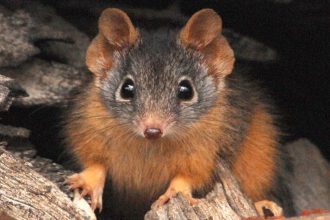 Meet the Antechinus: The Fascinating Marsupials Where Males Mate Until Death and Females Feast on Their Remains!