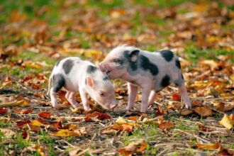 From Oink to Speak: How AI Translators Could Give Pigs a Voice!