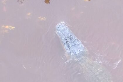 Watch a Stray Alligator Navigate Flooded Florida Streets in the Aftermath of Hurricane Helene!