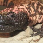 Unlocking Nature’s Secrets: How Gila Monster Saliva is Revolutionizing Rare Pancreatic Tumor Detection