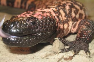 Unlocking Nature’s Secrets: How Gila Monster Saliva is Revolutionizing Rare Pancreatic Tumor Detection