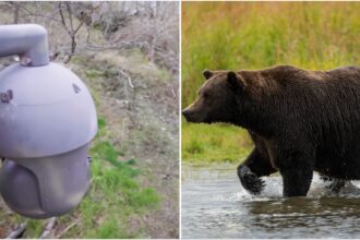 Behind the Lens: Capturing Stunning Bear Moments During Fat Bear Week!