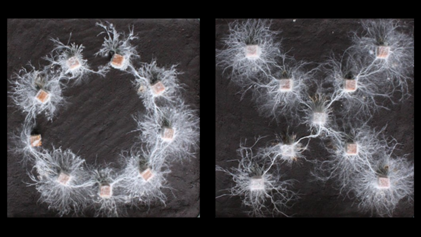 Unlocking the Mind of Fungi: A Simple Experiment Unveils Their Complex ‘Thoughts