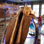 26 Years Later: The Blue Whale Skeleton That Still Leaks Oil!